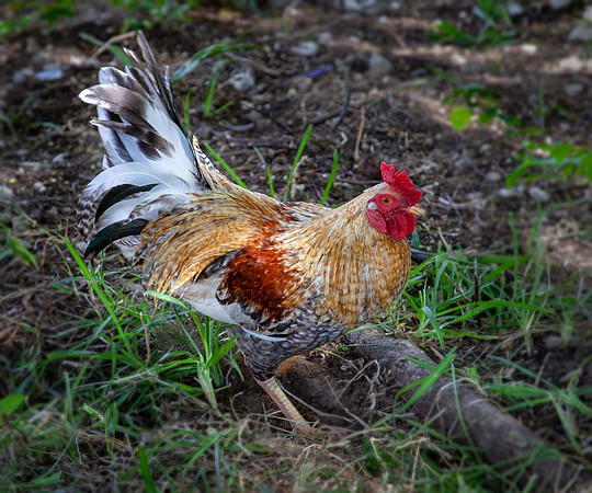 Cockerel (Galus Galus domesticus) - Cuba Caribbean
