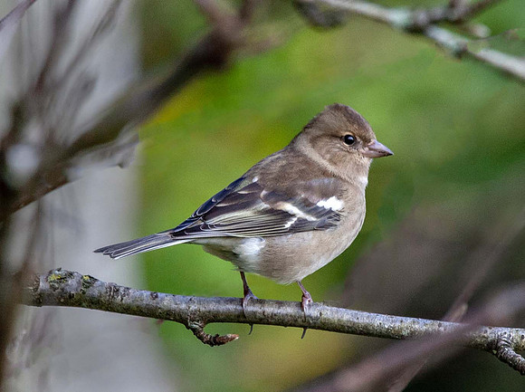 Female Chaffinch (Fringilla coelebs) Cumbria UK