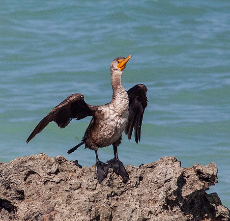Cormerant (Phalacrocorax carbo) Cuba Caribean