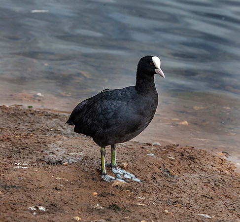 Coot (Fulica atra) Pensthorpe Norfolk UK
