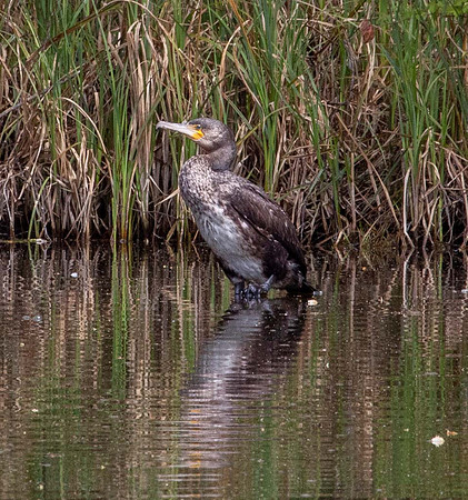 Cormerant (Phlacrocorax carbo) Leicestershire UK