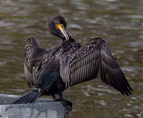 Cormerant (Phalcrocorax carbo) Thornton res. UK