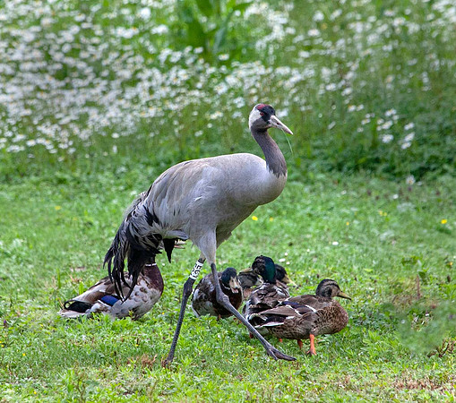 Common Crane (Grus Grus) Slimbridge UK