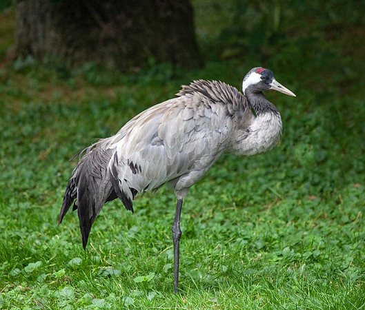 Common Crane (Grus Grus) Pensthorpe UK