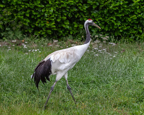 Red Crowned Crane (Grus japonensis) Pensthorpe UK