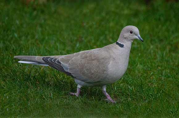 Collared Dove (Streptopelia decaocto) Leicestershire UK