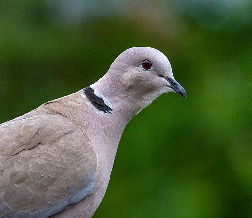 Collared Dove (Streptopelia decaocto) Leicestershire UK