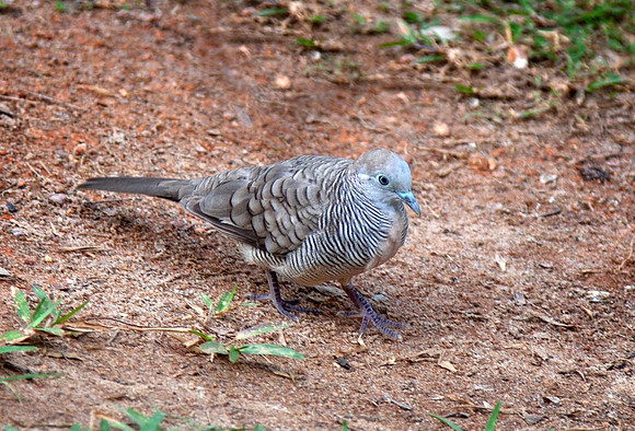 Striated barred ground Dove (Geopelia striata) Zebra Dove  Seychelles Indian Ocean