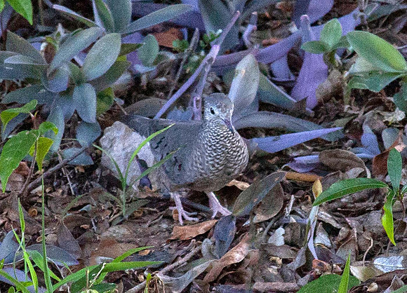 Common ground Dove (Columbina passerina) Cuba Caribean