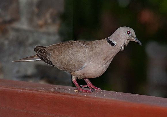 Turtle Dove (Streptopelia turtur) St Lucia Caribean