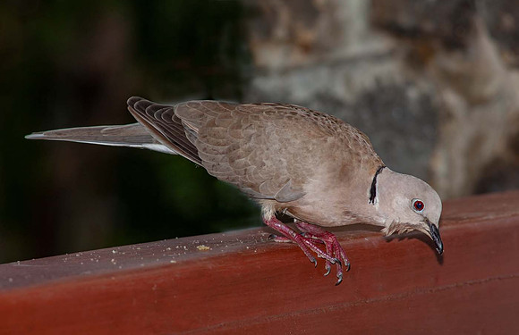 Turtle Dove (Streptopelia turtur) St Lucia Caribean