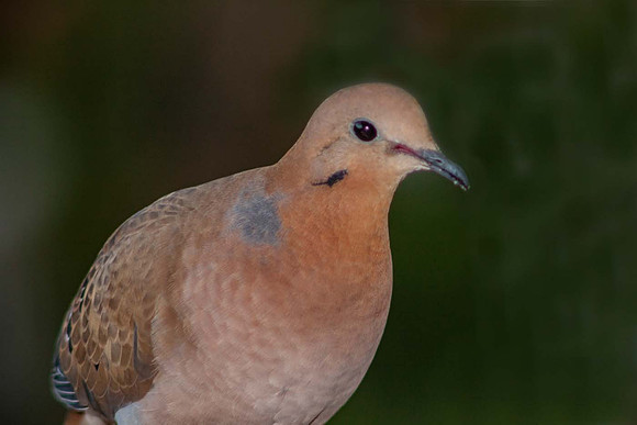 Zenaida Dove (Zenaida aurita) St Lucia Caribean