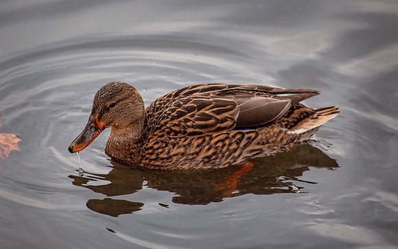 Mallard Duck (Anas platyrhynchos) Female Leicestershire UK