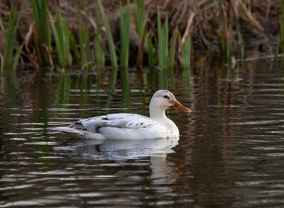 Mallard Duck Female (Anas platyrhynchos) Leicestershire UK