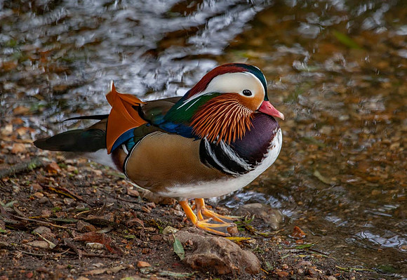 Manderin Duck male ( Aix garerliculata) Pensthorpe UK