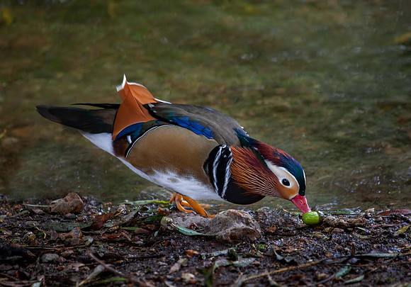 Manderin Male (Aix galericulata) Pensthorpe UK