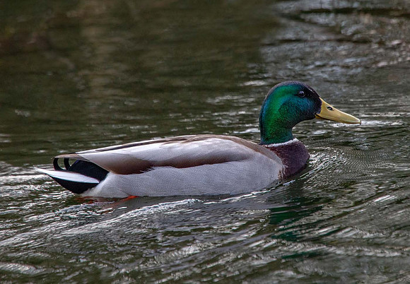 Mallard Duck Male (Anas platyrhynchos) Leicestershire UK