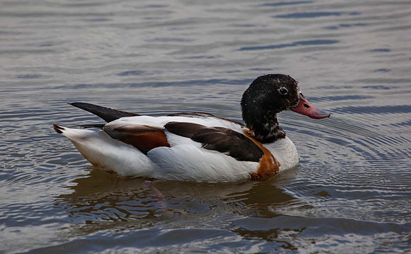 Shell Duck (Tadora tadorna) Pensthorpe UK