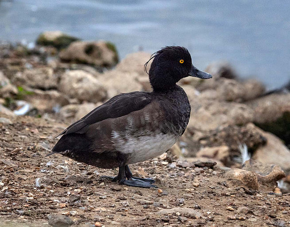 Tufted Duck (Athya fuligula) pensthorpe UK