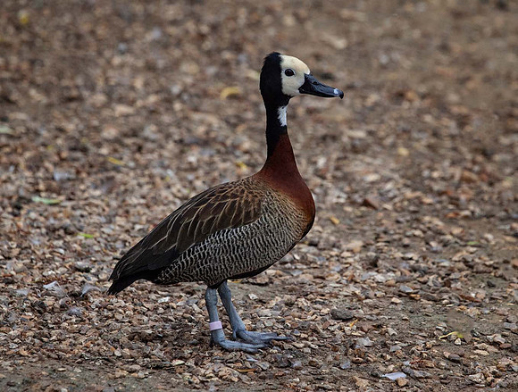 White faced WhistlingDuck (Dendrocygna viduata) Pensthorpe UK