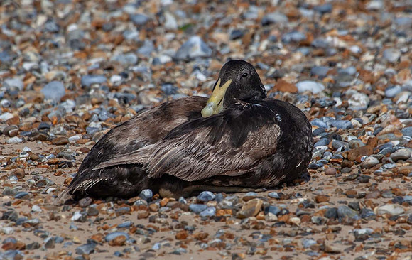 Eider Duck (Somateria mollissima) Norfolk UK