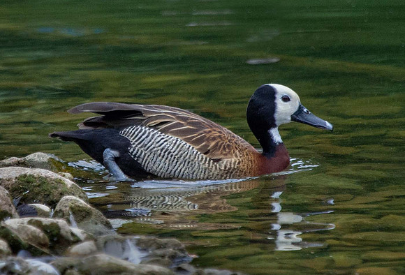 White faced WhistlingDuck (Dendrocygna viduata) Pensthorpe UK