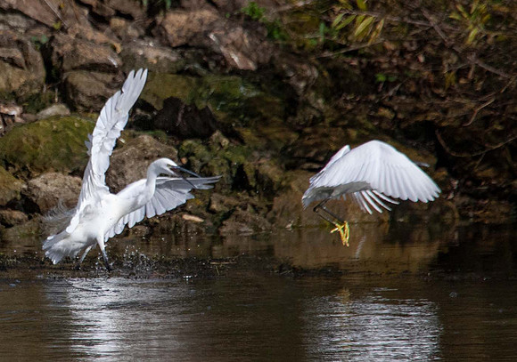 Great Egret (Ardea Alba) Rutland UK