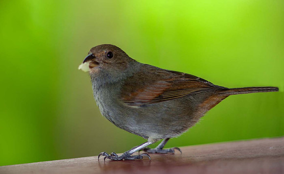 Black Finch  (Melanospiza Richardsoni) St Lucia Caribean