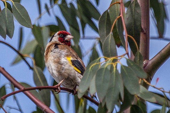 Gold Finch Male (Carduelis carduelis) Leicestershire UK