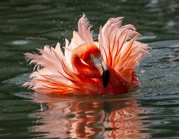 American Flamingo (Phoenicopterus ruber) Slimbridge UK