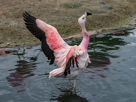 Flamingo, Andean (Phoenicopterus andinus) Slimbridge UK