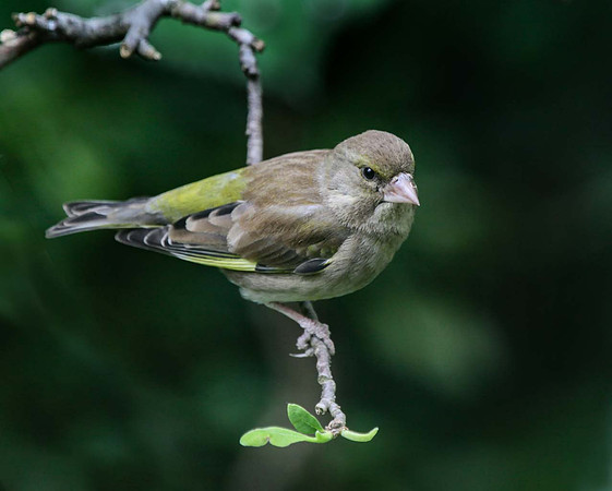 Greenfinch (Chloris chloris) London UK