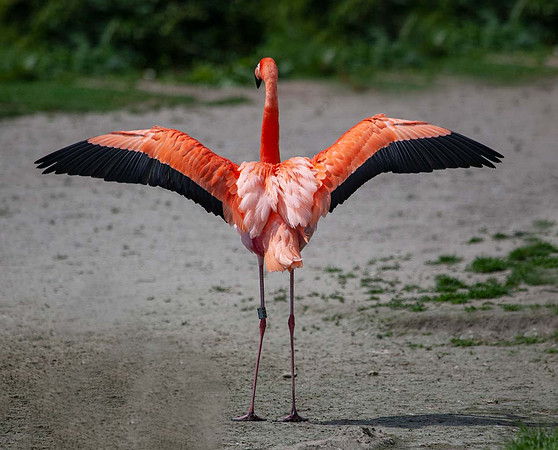 American Flamingo (Phoenicopterus ruber) Slimbridge UK