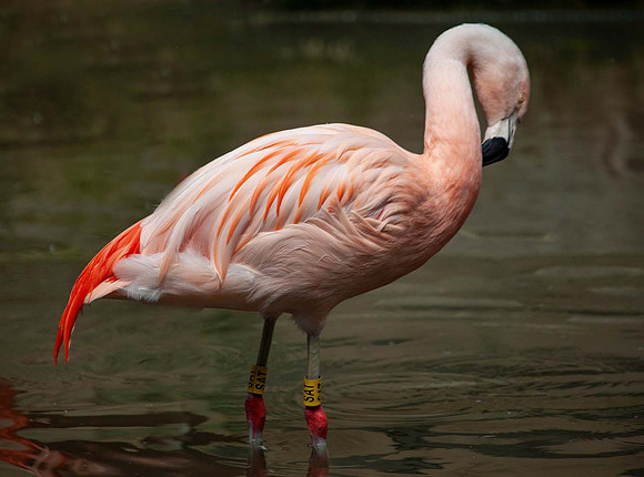 Chillian Flamingo (Phoenicepterous chilensis) Slimbridge UK