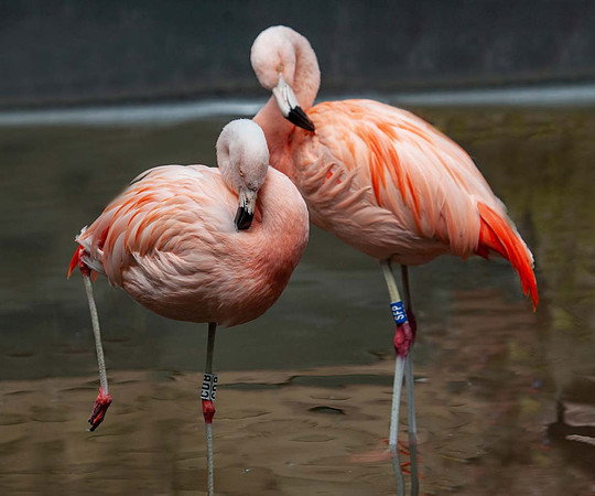 Chillian Flamingo (Phoenicepterous chilensis) Slimbridge UK
