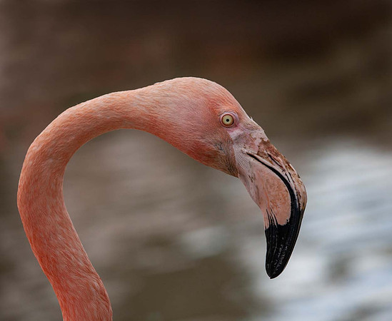 James Flamingo (Phoenicoparrus jamesi) Slimbridge UK