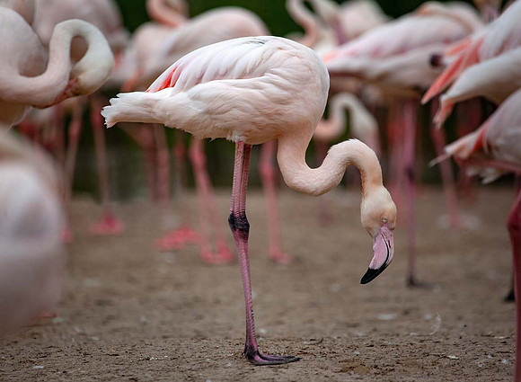 James Flamingo (Phoenicoparrus jamesi) Slimbridge UK