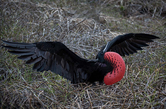 Frigatebird  (Fragata magnificens) -Galapagos