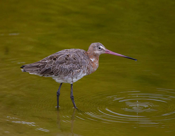 Godwit (Limosa limosa)_Slimbridge UK