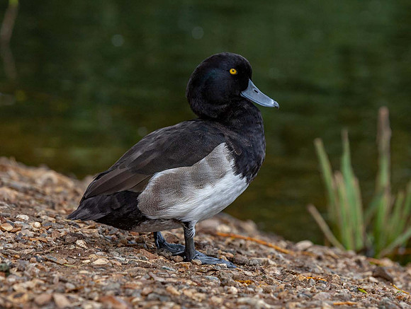 Goldeneye (Bucephala clangula) - Pensthorpe UK