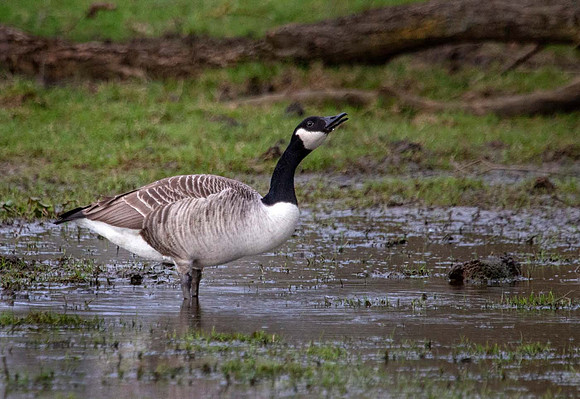 Canada Goose  ( Branta canadensis) -Syston UK