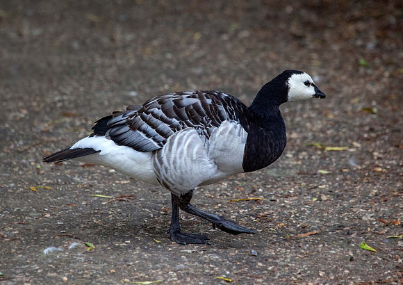 Barnacle Goose ( Branta leucopsis) Pensthorpe UK