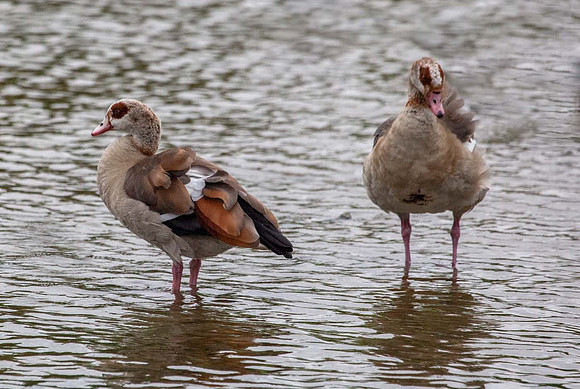 Egyptian Goose (Alopochen aegyptiaca)- Pensthorpe UK