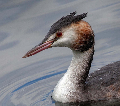 Great crested Grebe ( Podiceps cristatus) - Thornton UK