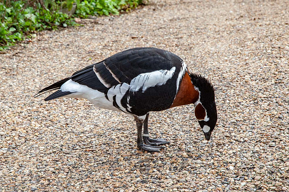 Red Breasted Goose ( Branta ruficollis)- Pensthorpe UK