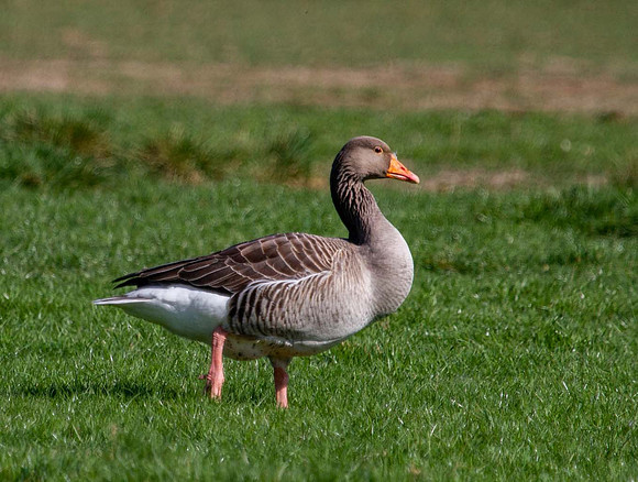 Greylag Goose ( Anser anser) -Syston UK