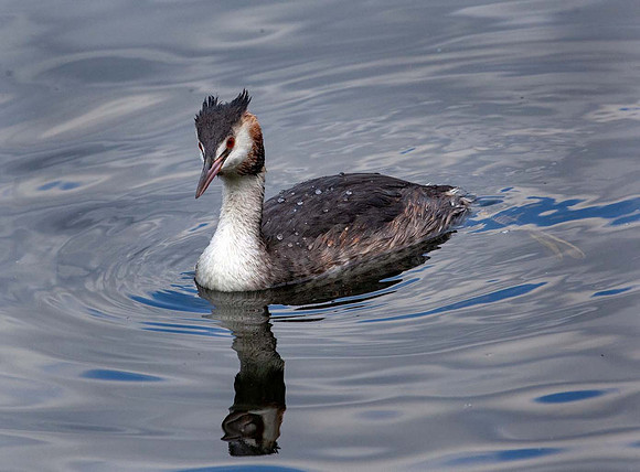 Great crested Grebe ( Podiceps cristatus) - Thornton UK