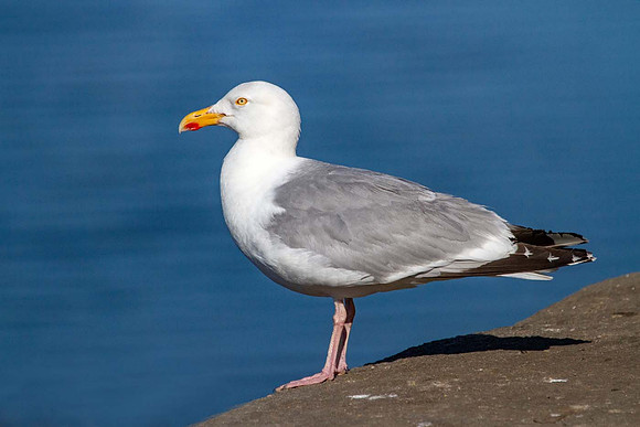 Herring Gull ( Larus argentatus) -Wells next the sea UK