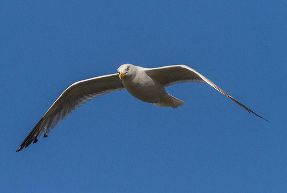 Herring Gull ( Larus argentatus) -Wells next the sea UK
