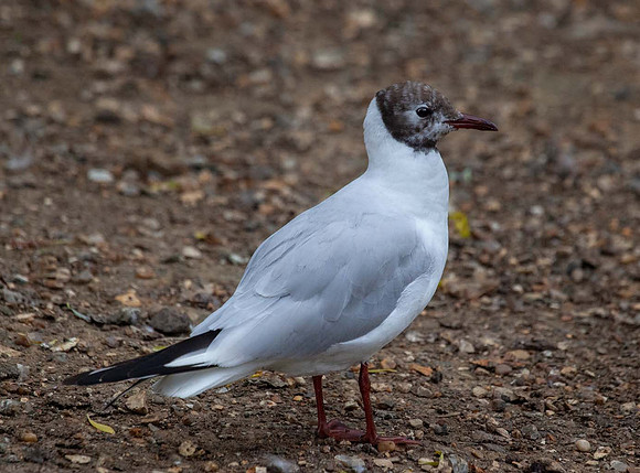 Black Headed Gull (Chroicocephalus ridibundas) -Wells next the sea UK